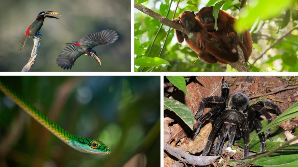 Tambopata Amazônia Peru