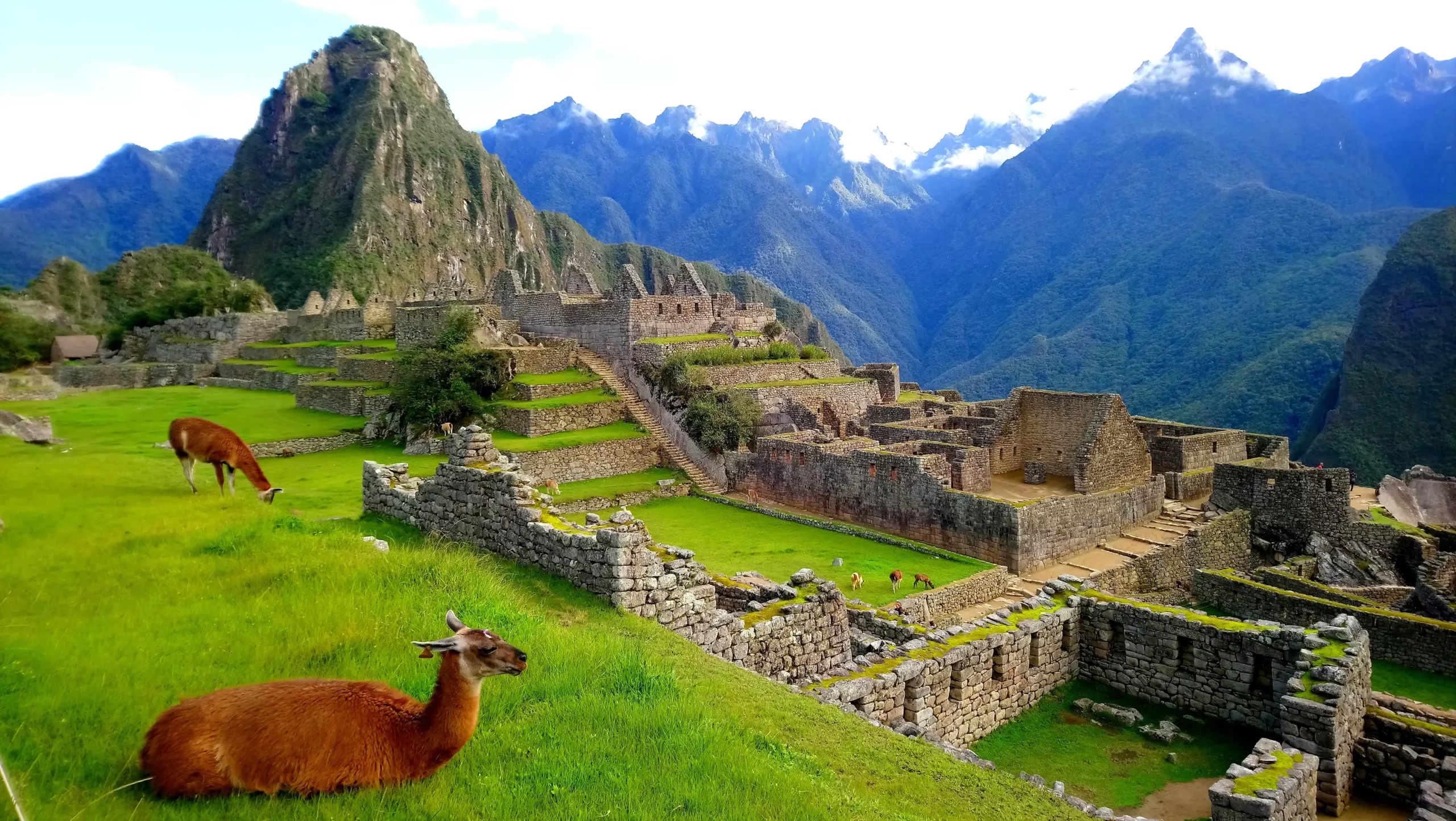 machu-pichu-llamas