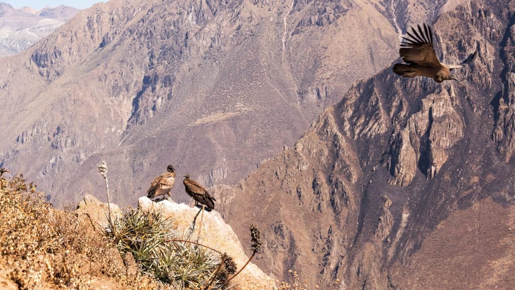 condor andino - Cânion do Colca